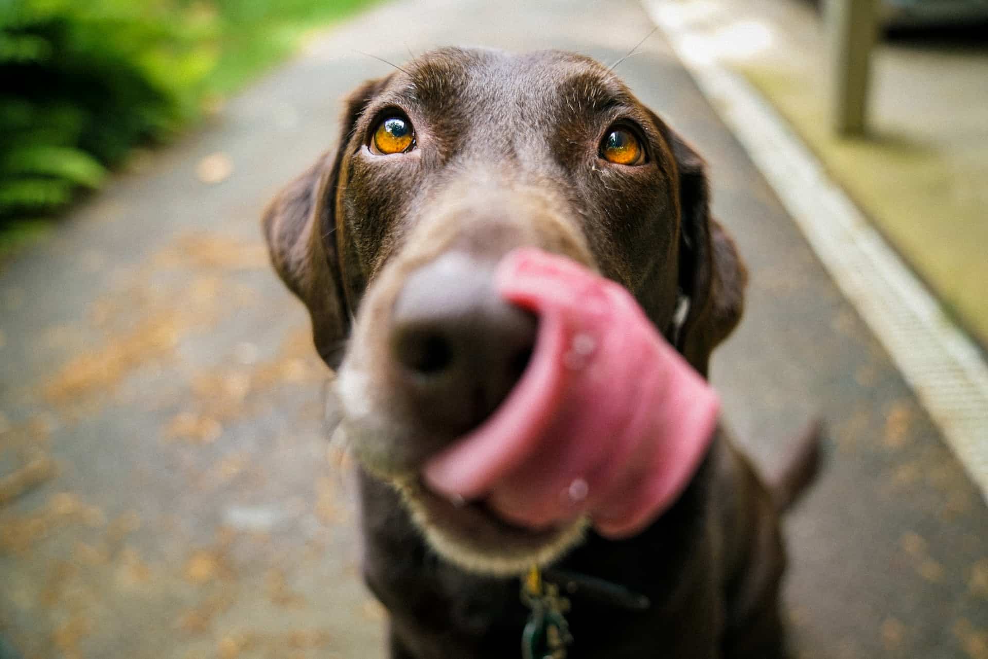 Hund gesund ernähren: 5 wichtige Tipps_Die Hundezeitung. Hund in Großaufnahme, der sich mit der Zunge über die Nase leckt. /Foto: James Barker (unsplash)