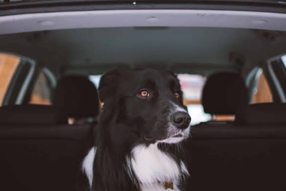 Autozubehör für den Hundetransport. Hund im Auto, Kofferraum. /Bild von Unsplash von Tadeusz Lakota