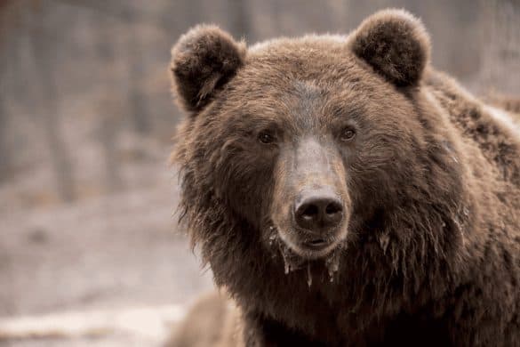 Ein Bär wurde in Rumänien von drei Hunden verjagt.