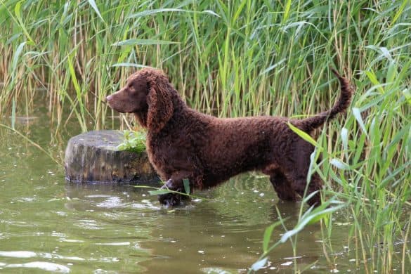 Ein Hund steht an einem Gewässer und schaut in die Ferne.