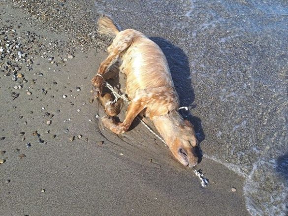 Besucher des Strandes von Policoro fanden den Kadaver eines Hundes.