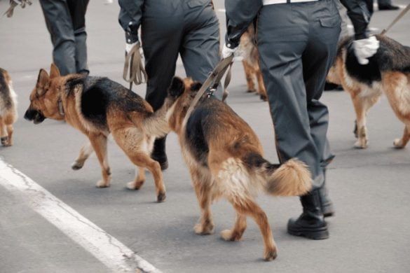 Fährtenhunde - Gemeinsam mit der Polizei auf der Suche nach Verbrechern.