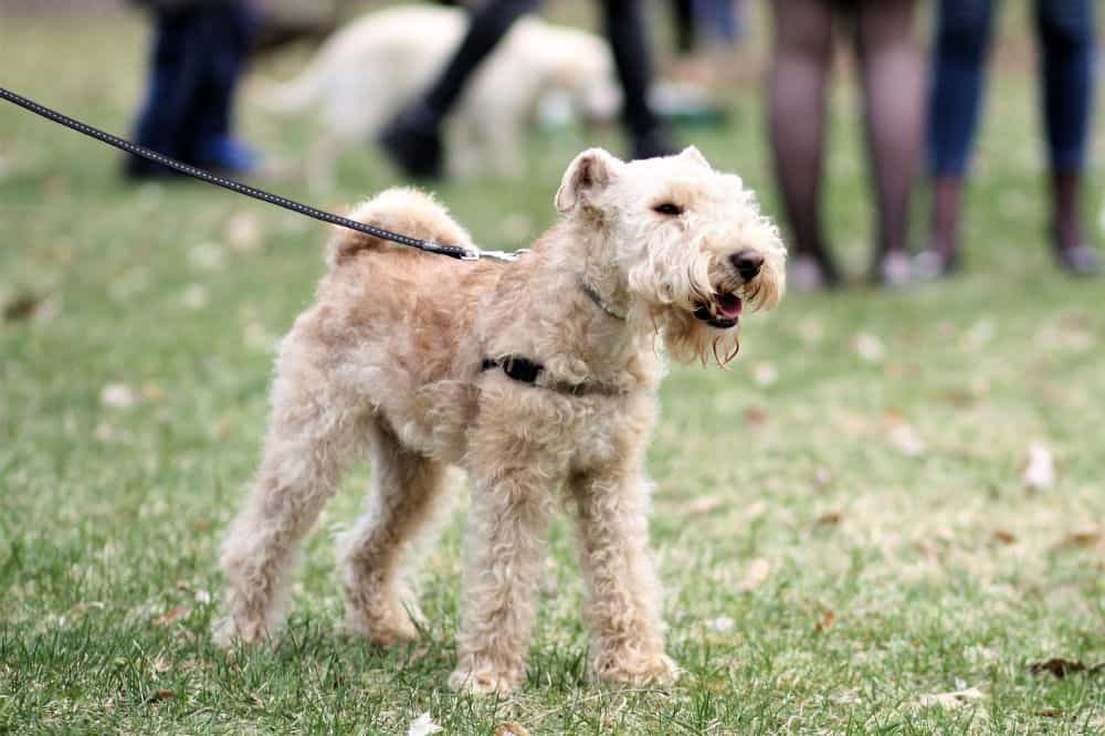 Ein Lakeland Terrier an der Leine.