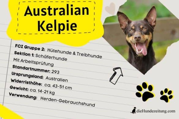 FCI Klassifizierung Australian Kelpie