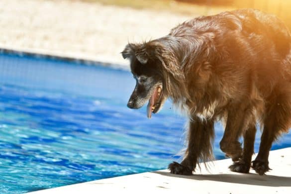 Hund lieben im Sommer die Abkühlung im Wasser, dovh ein Pool kann auch eine tödliche Gefahr für sie bedeuten.