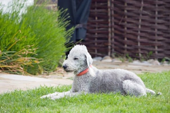 Der Bedlington Terrier ist eine einzigartige Hunderasse mit einer faszinierenden Geschichte.