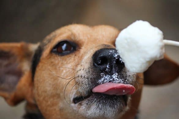 Hund schleckt Eis