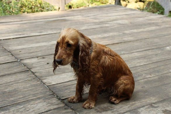 Ein Hund sitzt auf der Terrasse und blickt traurig. Er wurde von der Familie zurückgelassen.