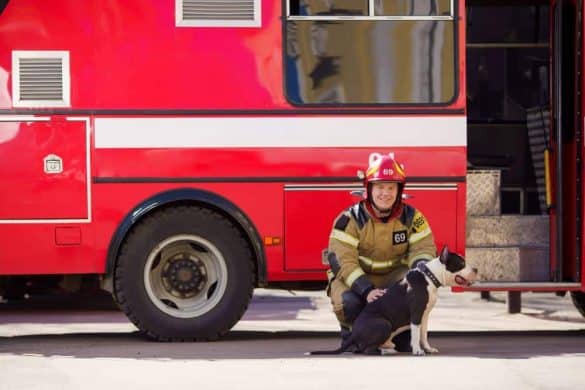 Schwangere Hündin fand Schutz bei der Feuerwehr.