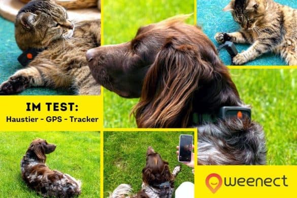 GPS Tracker im Test - Hund Alma, ein kleiner Münsterländer und Kater Lausa haben getestet!