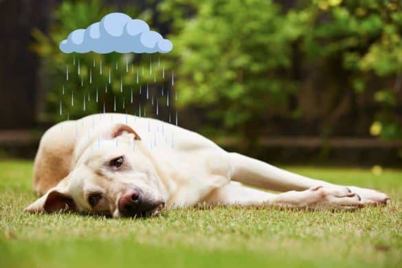 Ein Hund liegt auf einer Wiese, seine traurige Miene und eine Regenwolke über sienem Kopf symbolisieren, dass er pessimistisch ist.