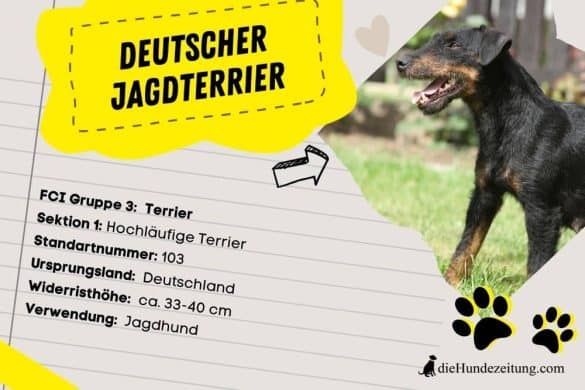 Deutsche Jagdterrier Steckbrief