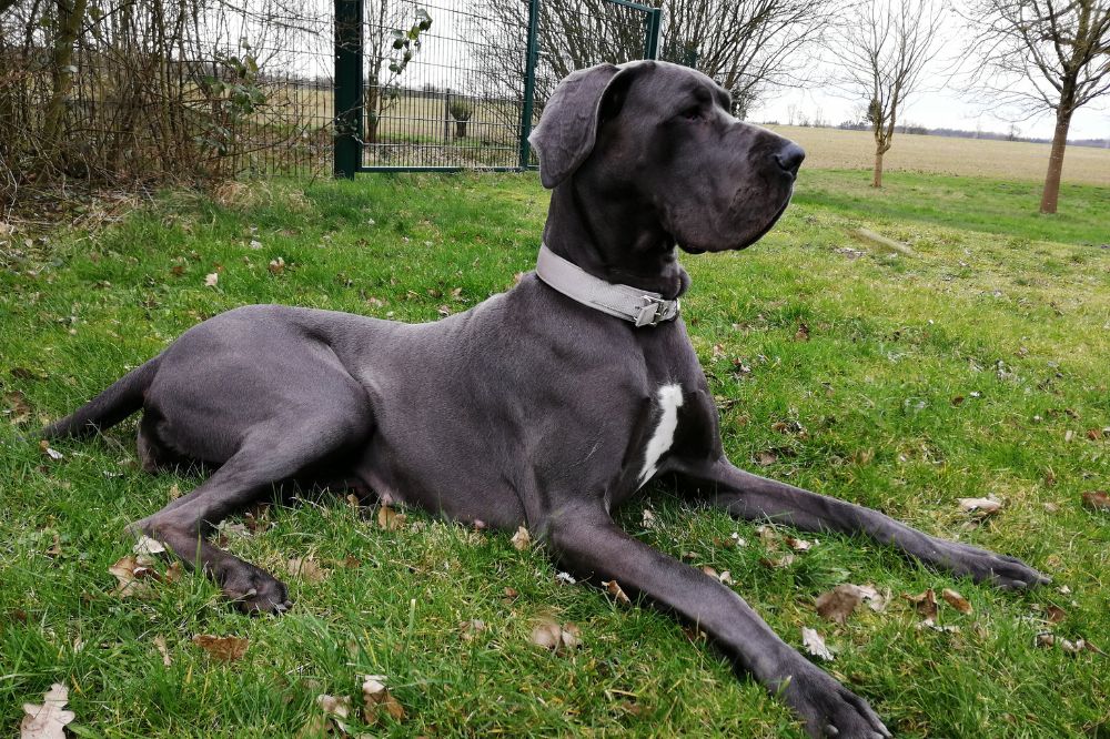 Eine große Dogge liegt auf der Wiese