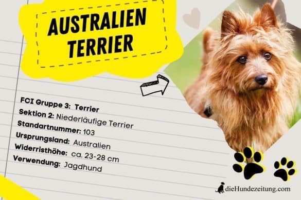 Australien Terrier Steckbrief
