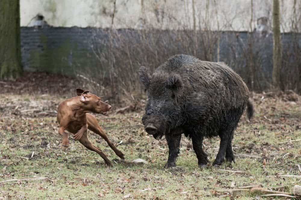 Ein Hund und ein Schwein im Wald