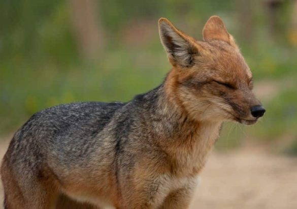 "Fuchs Hund" mit geschlossenen Augen