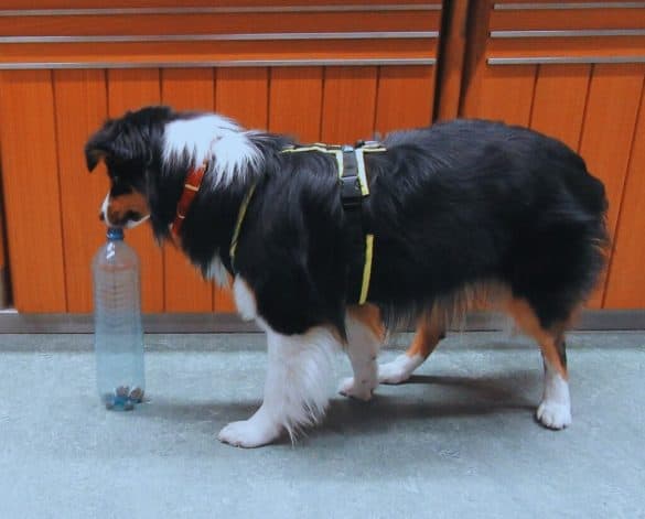 DIY Hundespielzeug_Die Hundezeitung_Hund schnüffelt an einer mit Leckerlies gefüllten Plastikflaschen. /Foto: Michaela Mikovits