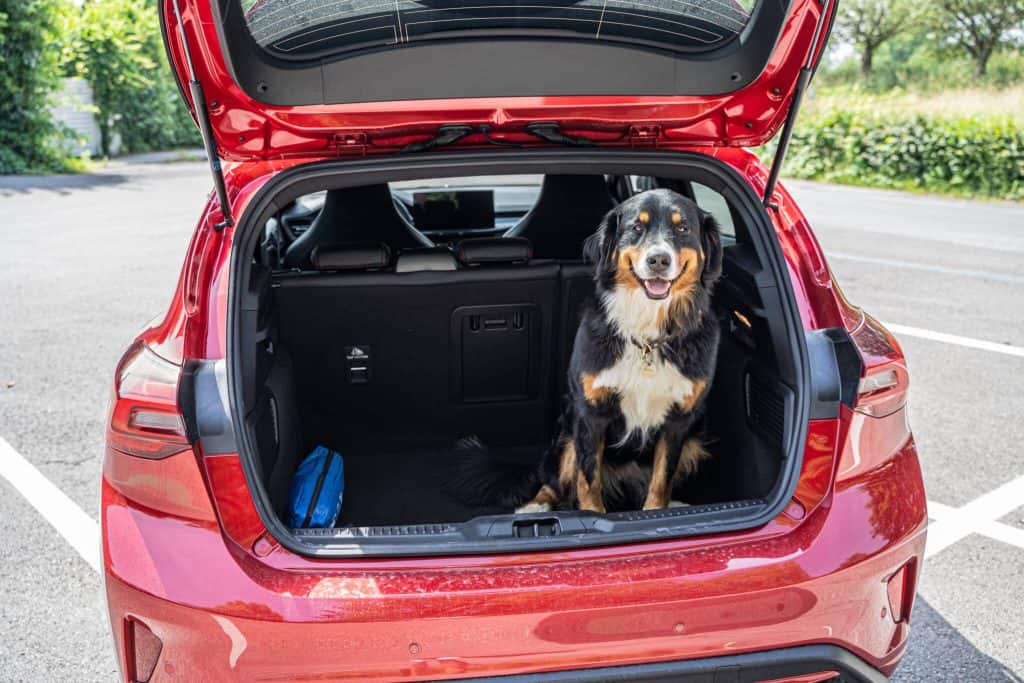 Ford Focus St X Kofferraum mit Hund