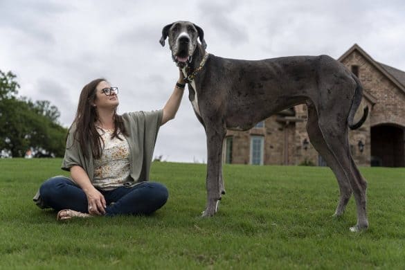 Zeus, der größte Hund der Welt 2022