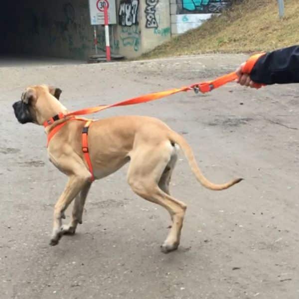 Hundetrainer: Training bei Leinenaggression, Pöbeln an der Leine. /Foto: Sabine Macherhammer