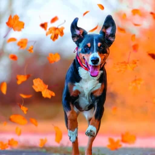 Immunsystem für Hunde stärken - Fit in den Herbst