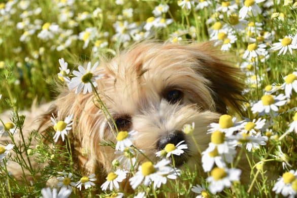 Von CBD bis Kamille: Alternative Heilmethoden für den Hund. /Foto: JackieLou-DL (pixabay)