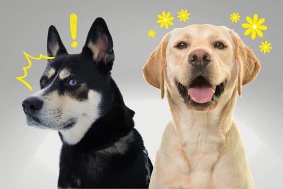 Ein Hund mit überraschtem Gesicht und ein ruhiger Hund symbolisieren die unterschiedliche Schmerztoleranz von Hunderassen.