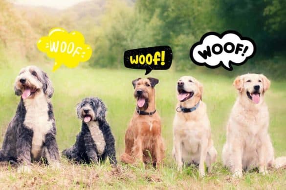 5 Hunde mit unterschiedlichen Gesichtszeichnungen sitzen im Gras, mit unterschiedlichen Sprechblasen über ihren Köpfen.