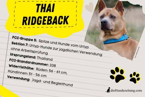 Thai Ridgeback FCI-Steckbrief: FCI-Gruppe 5: Spitze und Hunde vom Urtyp Sektion 7: Urtyp-Hunde zur jagdlichen Verwendung ohne Arbeitsprüfung Ursprungsland: Thailand FCI-Standardnummer: 338 Widerristhöhe: Rüden: 56 - 61 cm, Hündinnen: 51 - 56 cm Verwendung: Jagd- und Begleithund
