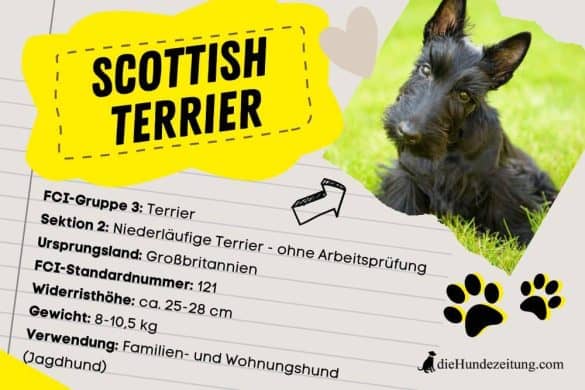 Nachdenklicher Scottish Terrier neben seiner Rassebeschreibung.