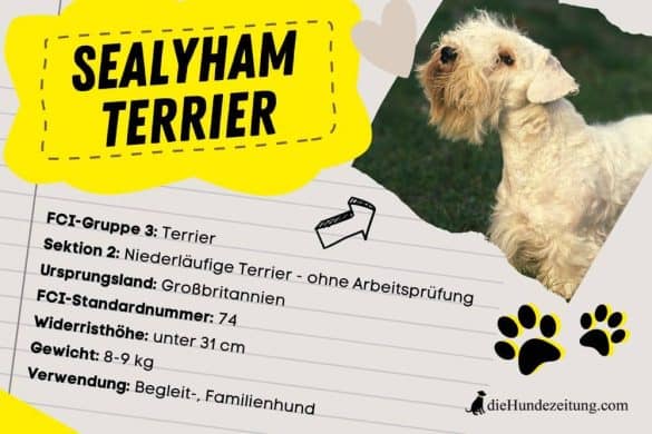 Sealyham Terrier blickt aufwärts, umrahmt von Daten seiner Rasse.