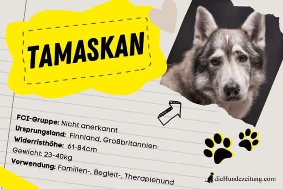 Informationskarte eines Tamaskan-Hundes, hervorgehoben mit dynamischen Grafikelementen.