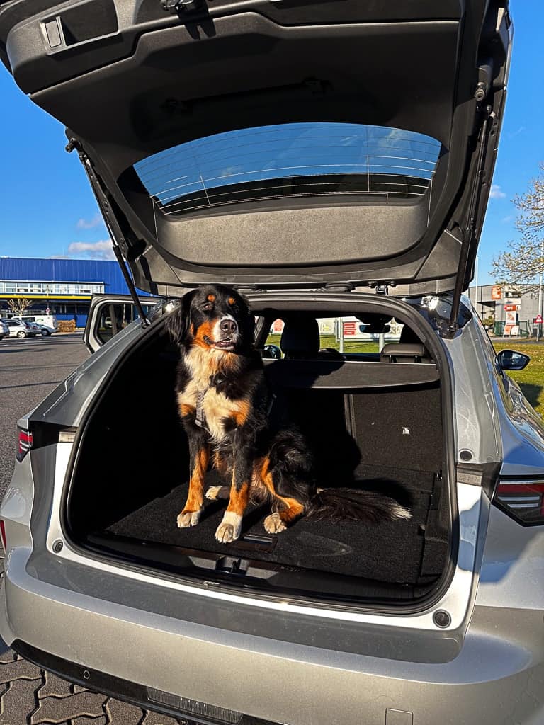 Berner Sennenhund sitzt im Kofferraum eines silbernen Kombis.