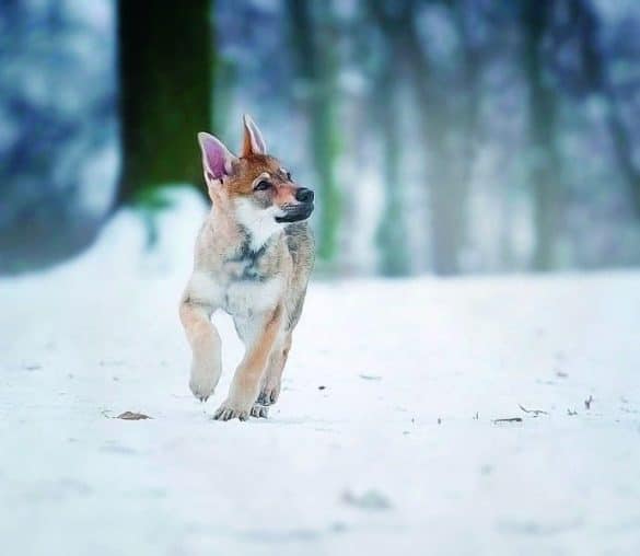 Faszination Wolfhund - Ein Hauch von Wildnis für zuhause