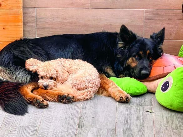 die schönsten Community Bilder von schlafenden Hunden