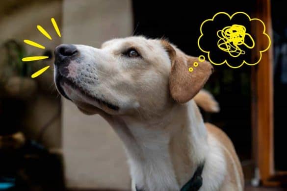Ein Hund mit Schnauze in der Luft denkt in einer Denkblase an Stress, da Hunde stress riechen können.