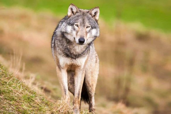 Ein wilder Wolf auf einer Wiese. DIe Bakterien in seiner Verdauung könnten Haushunden helfen.