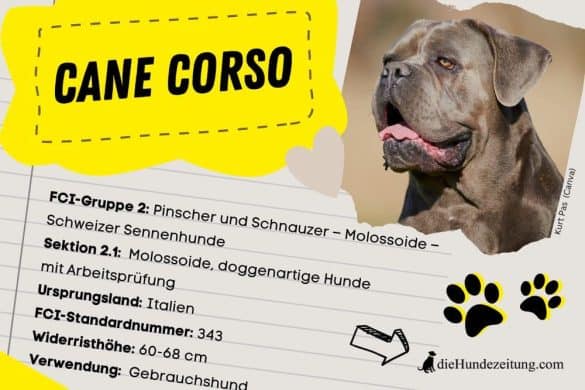 FCI Klassifizierung Cane Corso