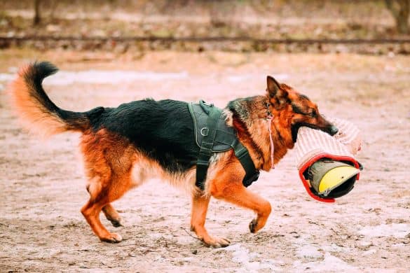 Gebrauchshundesport - Ein Thema, das im Moment die Lager der Hundemenschen radikal spaltet.
