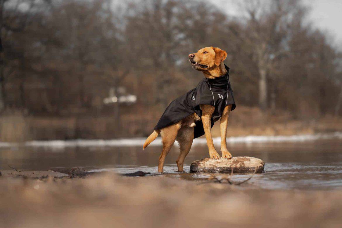 Infrarot Hundemäntel (c) 2022 Lina Lundin 27