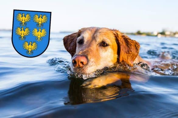 Ein Hund schwimmt im Wasser, bei dem See handelt es sich wahrscheinlich um keinen der Badeseen Niederösterreich.