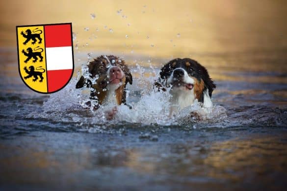 Zwei Hunde schwimmen in einem See, zeigen Badeplätze in Kärnten.