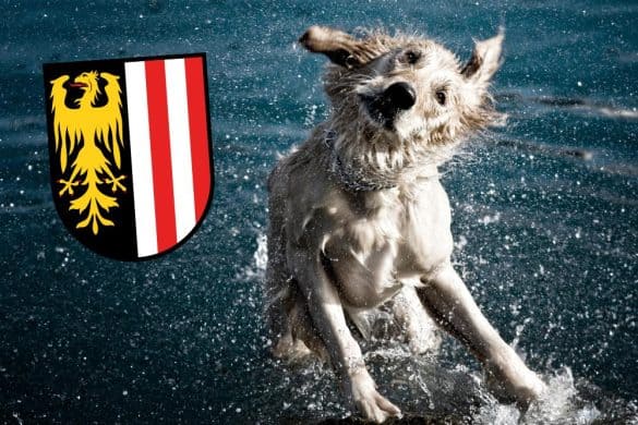 Ein Hund im Wasser schüttelt sich, das Wappen von Oberösterreich repräsentiert Baden mit Hund in Oberösterreich.