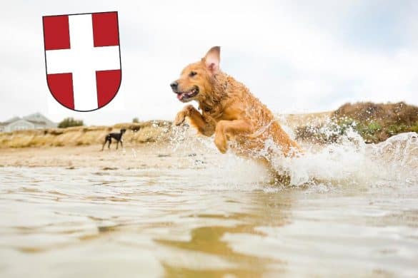 Ein Hund, der vor dem Wappen Wien in einen Fluss springt repräsentiert Baden mit Hund in Wien.