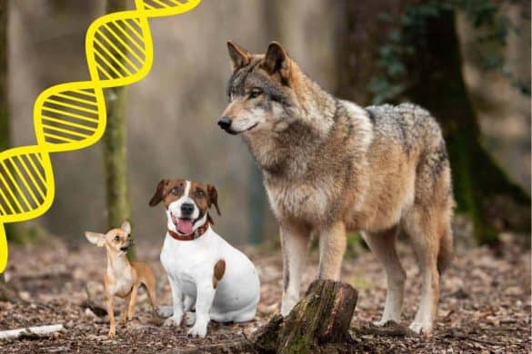 Ein Wolf steht neben einem Jack Russell Terrier und einem Chihuahua, in der oberen linken Bildschirmecke repräsentiert eine gelbe Doppelhelix das Gen für kleine Hunderassen.