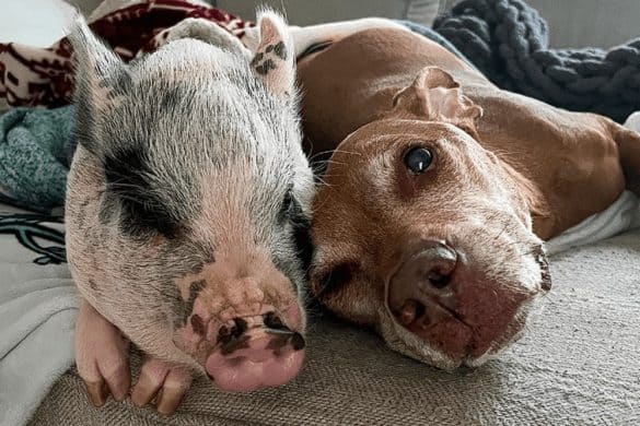 Das gerettete Schweinchen Tootsie kuschelt zusammen mit ihrem dreibeinigen Hundekumpel Neil.