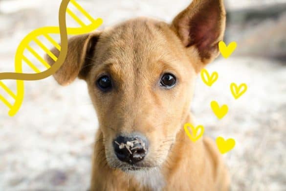 Ein Welpe mit Hundeblick schaut in die Kamera, neben seinen Augen sind Herzen und in der oberen Bildecke eine Doppelhelix als Symbol für Evolution.