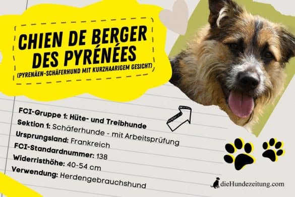 Strahlender Pyrenäen-Schäferhund mit Informationsgrafik