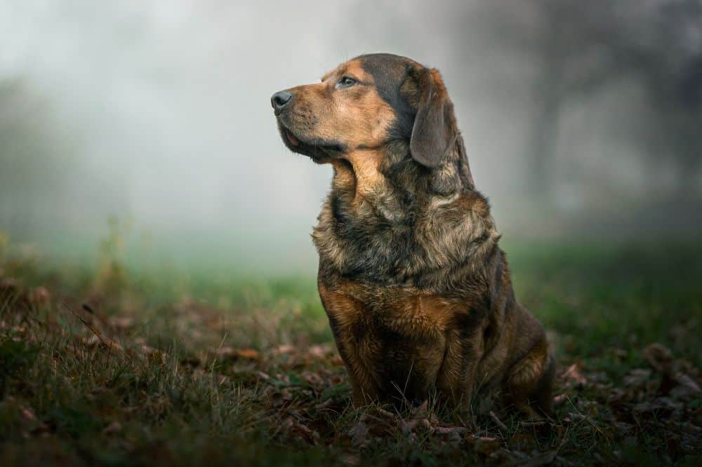 Eine Alpenländische Dachsbracke im Wald.