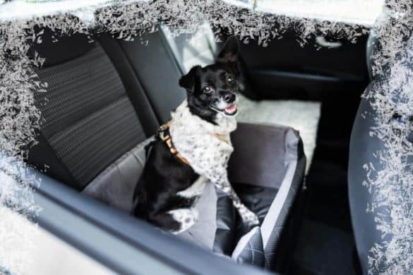 Ein Hund ist bei Kälte im Auto gelassen, gezeichnete Eiskristalle am Rand des Bildes sollen die Kälte unterstreichen.